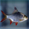 Redtail Tinfoil Barb 15cm ****SPEICAL OFFER***