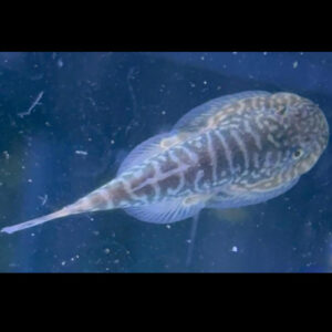 Gastromyzon Ocellatus 5cm ***NEW***