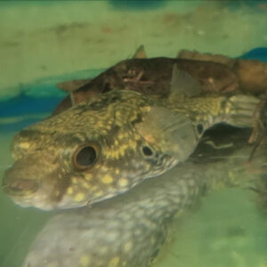 Band Puffer
