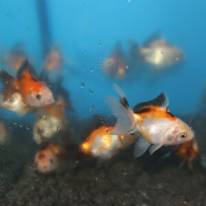 Tri Colour Oranda 5-6cm