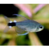Veilfin Tetra 