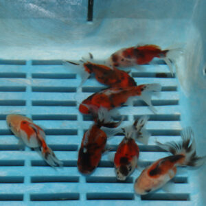 Alternative view of Calico Oranda 5-6cm 