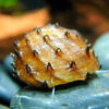 King Koopa Nerite Snail 