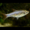 Red Cherry  Rasbora 3cm