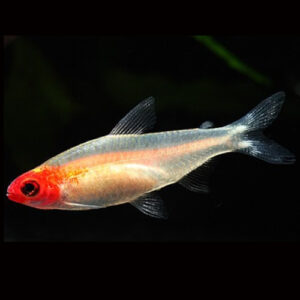 Golden Rummynose Tetra