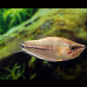 Sphaerichthys Acrostoma ***NEW***
