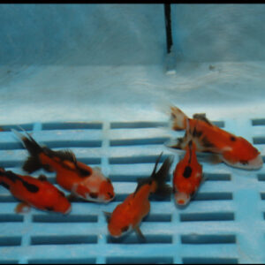 Alternative view of Red and Black Oranda 5-6cm