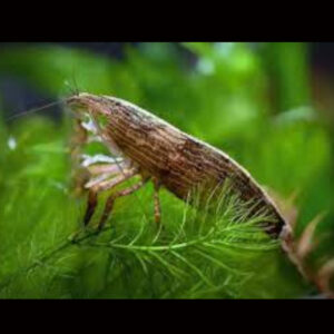Moluccas Bamboo Shrimp 1.5"