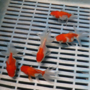 Alternative view of Red and White Oranda 5-6cm 