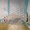 Black Piranha 