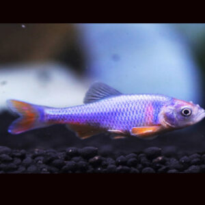 Red Shiner