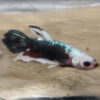 Halfmoon Short-Tail Plaket Male