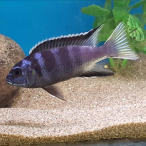 White tail Acei