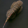 Double Red Borneo Sucker Loach 4-5cm***NEW*** 