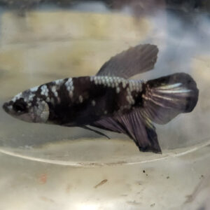 Blue Avatar Betta Female