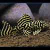 Mega Clown Pleco L340 6-8cm