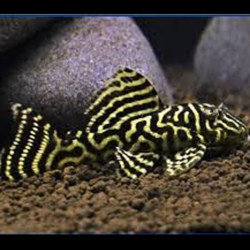 Mega Clown Pleco L340 6-8cm
