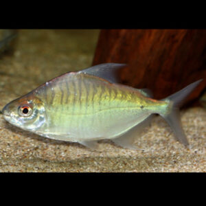 Sheep Pacu