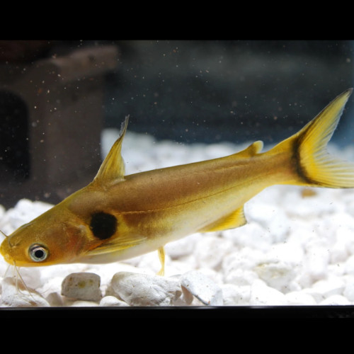 Sun Catfish 4-5cm