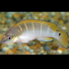 Dwarf pike Compressiceps