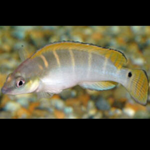 Dwarf pike Compressiceps