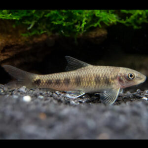 Garra Spilota 2-3cm