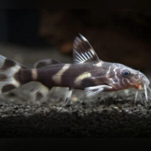 Synodontis Albolineatus 3-4cm