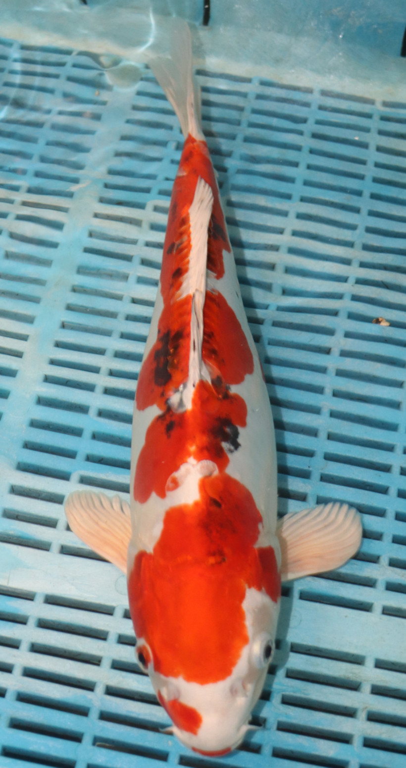 15.5" Hand Selected Yamatonishiki (NK10)
