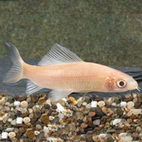 Albino Black Shark ***NEW***
