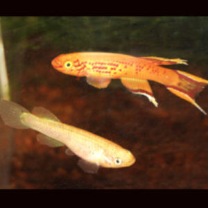 Golden Australe Killifish PAIR ***SALE***