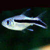 Balloon Penguin Tetra