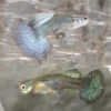 Blue Dragon Guppy PAIR
