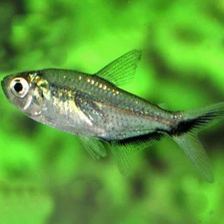 Blackline Tetra