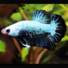 Blue Samurai Betta ***NEW*** 