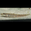 Mini Royal Loach