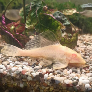Albino Leopard Sailfin Pleco 4-5cm