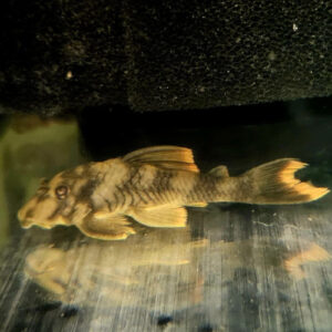 Orange Seam Pleco L076