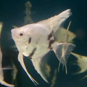Panda Angelfish 4/5cm