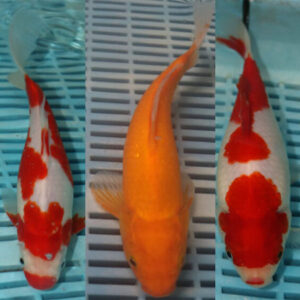 Photographed Goldfish