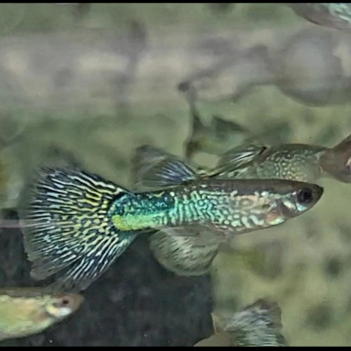 Green Mosiac Guppy ***NEW***