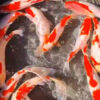Sarasa 7-8'' 