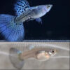 Metal Blue Snakeskin Guppy PAIR ***NEW***