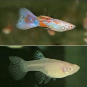 Albino Pink Glass Guppy PAIR