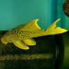 Green Phantom Pleco Hifin L200 6-8cm