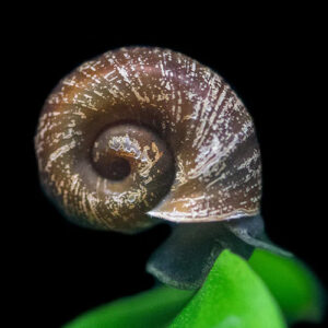 Black Ramhorn Snail