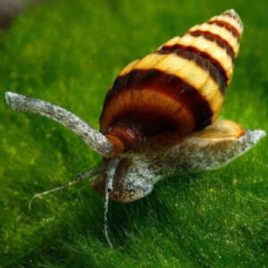  Assassin Snail