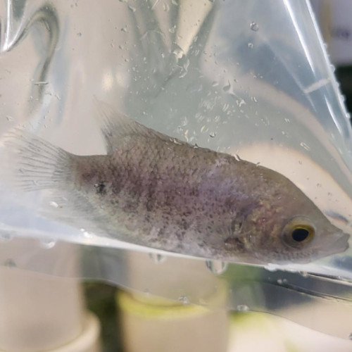 Black Giant Gourami
