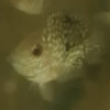 Round Pearl Cichlid 5/6cm