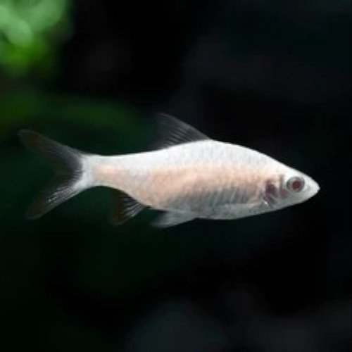 Albino Arulius Barb 4cm