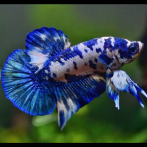 Blue Panda Male Fighter  